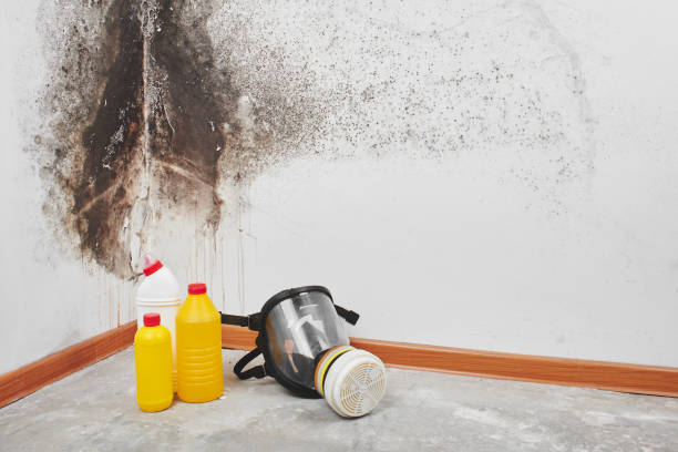 Best Black Mold Remediation in Kiefer, OK