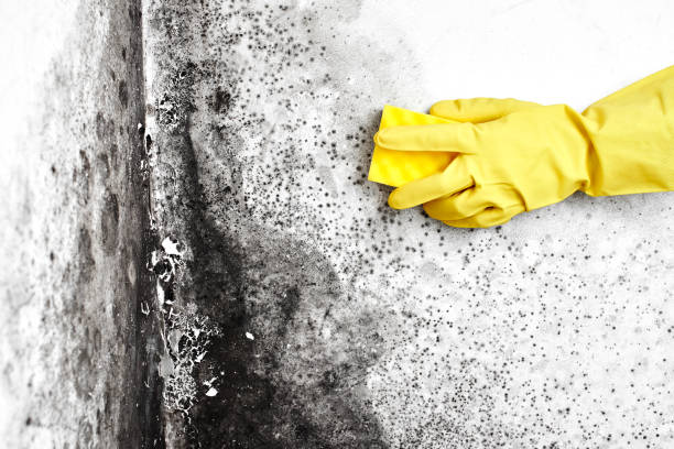 Best Black Mold Remediation in Kiefer, OK