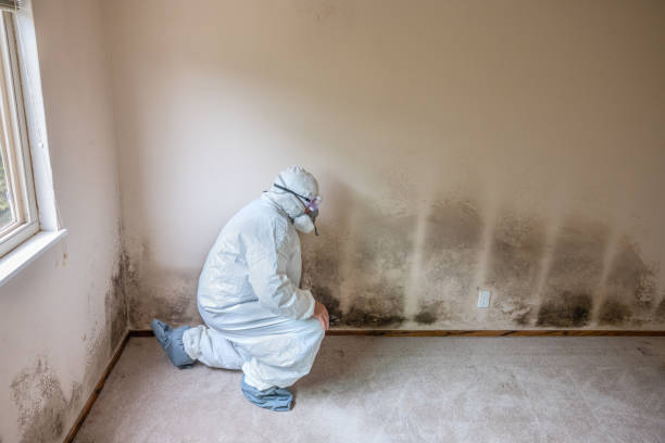 Best Insurance-Related Mold Remediation in Kiefer, OK